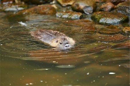 simsearch:700-08519411,k - Portrait of Coypu (Myocastor coypus) Swimming in River in Spring, Wildpark Schwarze Berge, Lower Saxony, Germany Photographie de stock - Rights-Managed, Code: 700-08519424