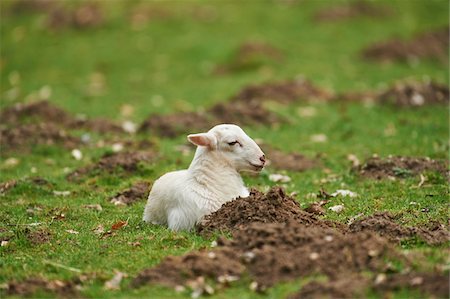 Portrait of Lamb (Ovis aries) on Meadow in Spring, Wildpark Schwarze Berge, Lower Saxony, Germany Foto de stock - Con derechos protegidos, Código: 700-08519425