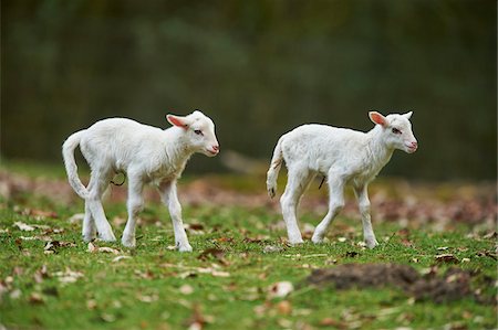 simsearch:700-08519466,k - Portrait of Two Lambs (Ovis aries) on Meadow in Spring, Wildpark Schwarze Berge, Lower Saxony, Germany Photographie de stock - Rights-Managed, Code: 700-08519427