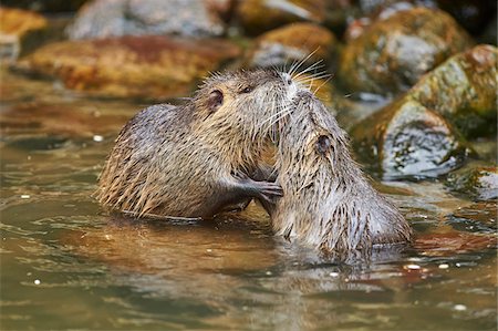 simsearch:700-08519437,k - Close-up of Two Coypu (Myocastor coypus) in River in Spring, Wildpark Schwarze Berge, Lower Saxony, Germany Stock Photo - Rights-Managed, Code: 700-08519422