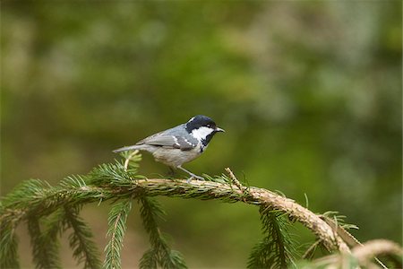 simsearch:600-07904553,k - Close-up of Coal Tit (Periparus ater) in Bavarian Forest in Spring, Bavaria, Germany Photographie de stock - Rights-Managed, Code: 700-08519449