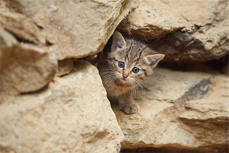 felis silvestris silvestris - Close-up of European Wildcat (Felis silvestris silvestris) Kitten in Bavarian Forest in Spring, Bavaria, Germany Photographie de stock - Rights-Managed, Code: 700-08519456