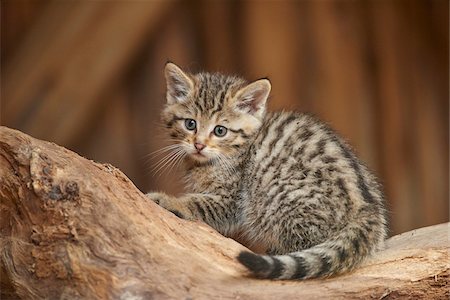 petit (animal) - Close-up of European Wildcat (Felis silvestris silvestris) Kitten in Bavarian Forest in Spring, Bavaria, Germany Photographie de stock - Rights-Managed, Code: 700-08519457