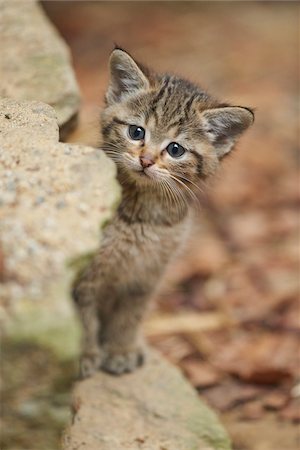 simsearch:700-07204066,k - Close-up of European Wildcat (Felis silvestris silvestris) Kitten in Bavarian Forest in Spring, Bavaria, Germany Foto de stock - Con derechos protegidos, Código: 700-08519458