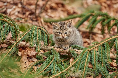 Portrait of European Wildcat (Felis silvestris silvestris) Kitten in Bavarian Forest in Spring, Bavaria, Germany Stock Photo - Rights-Managed, Code: 700-08519451