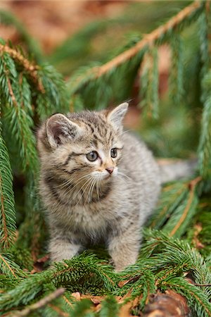 Close-up of European Wildcat (Felis silvestris silvestris) Kitten in Bavarian Forest in Spring, Bavaria, Germany Stock Photo - Rights-Managed, Code: 700-08519452