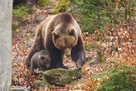 simsearch:600-07802995,k - Portrait of Eurasian Brown Bear (Ursus arctos arctos) Mother with Cub in Bavarian Forest in Spring, Bavaria, Germany Stock Photo - Rights-Managed, Code: 700-08519464