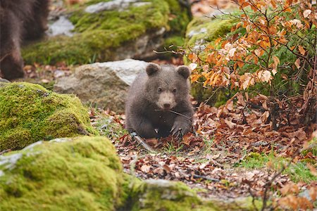 Portrait of Eurasian Brown Bear (Ursus arctos arctos) Cub in Bavarian Forest in Spring, Bavaria, Germany Foto de stock - Con derechos protegidos, Código: 700-08519465