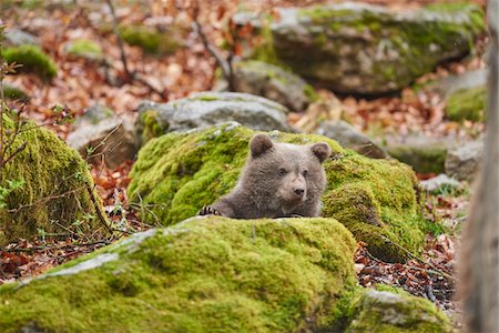 Portrait of Eurasian Brown Bear (Ursus arctos arctos) Cub in Bavarian Forest in Spring, Bavaria, Germany Photographie de stock - Rights-Managed, Code: 700-08519460