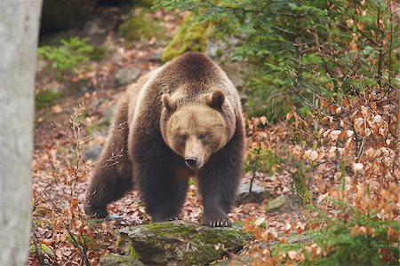 simsearch:700-07204062,k - Portrait of Eurasian Brown Bear (Ursus arctos arctos) in Bavarian Forest in Spring, Bavaria, Germany Stock Photo - Rights-Managed, Code: 700-08519463