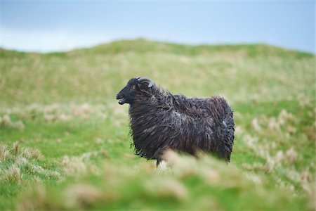 pasture - Portrait of Heidschnucke Sheep (Ovis orientalis aries) in Spring on Helgoland, Germany Stock Photo - Rights-Managed, Code: 700-08547974