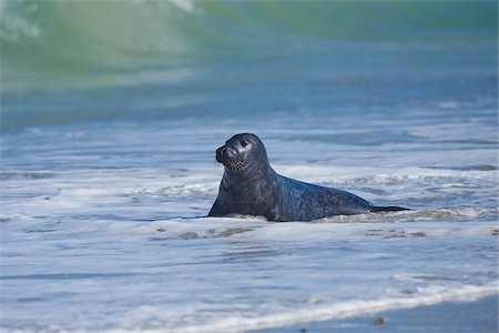 eastern atlantic common seal - Portrait of Eastern Atlantic Harbor Seal (Phoca vitulina vitulina) in Spring on Helgoland, Germany Foto de stock - Con derechos protegidos, Código: 700-08547976