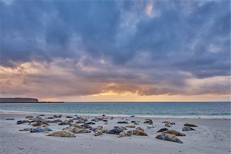 pinniped - Landscape with Eastern Atlantic Harbor Seals (Phoca vitulina vitulina) lying on Beach in Spring on Helgoland, Germany Stock Photo - Rights-Managed, Code: 700-08547984