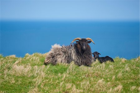 poilu (animal) - Portrait of Heidschnucke Sheep (Ovis orientalis aries) with Lamb in Spring on Helgoland, Germany Photographie de stock - Rights-Managed, Code: 700-08547988