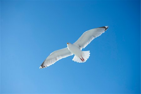 Low Angle View of Yellow-legged Gull (Larus michahellis) Flying in Spring, Helgoland, Germany Stock Photo - Rights-Managed, Code: 700-08547989