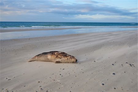 simsearch:700-08542799,k - Portrait of Eastern Altantic Harbor Seal (Phoca vitulina vitulina) in Spring on Helgoland, Germany Stock Photo - Rights-Managed, Code: 700-08547982