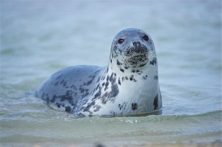 Close-up of Eastern Atlantic harbor seal (Phoca vituliana vitulina) in spring (april) on Helgoland, a small Island of Northern Germany Foto de stock - Con derechos protegidos, Código: 700-08542808