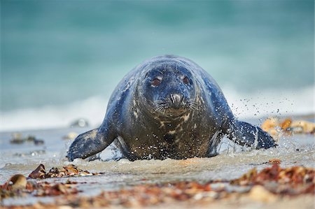 simsearch:700-08542820,k - Close-up of Eastern Atlantic harbor seal (Phoca vituliana vitulina) in spring (april) on Helgoland, a small Island of Northern Germany Stock Photo - Rights-Managed, Code: 700-08542800