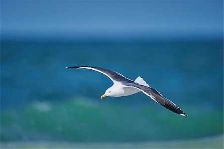 Close-up of Yellow-legged gull (Larus michahellis) flying in spring (april) on Helgoland, a small Island of Northern Germany Stockbilder - Lizenzpflichtiges, Bildnummer: 700-08542802