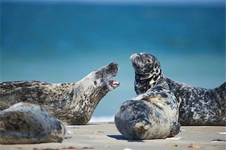 Close-up of Eastern Atlantic harbor seals (Phoca vituliana vitulina) in spring (april) on Helgoland, a small Island of Northern Germany Photographie de stock - Rights-Managed, Code: 700-08542803