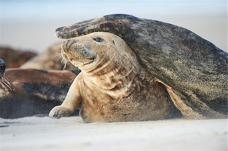 eastern atlantic common seal - Close-up of Eastern Atlantic harbor seal (Phoca vituliana vitulina) in spring (april) on Helgoland, a small Island of Northern Germany Foto de stock - Con derechos protegidos, Código: 700-08542818
