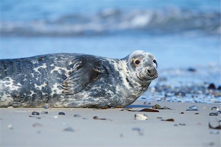 simsearch:700-08542859,k - Close-up of Eastern Atlantic harbor seal (Phoca vituliana vitulina) in spring (april) on Helgoland, a small Island of Northern Germany Photographie de stock - Rights-Managed, Code: 700-08542811