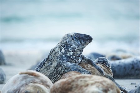 simsearch:700-06733332,k - Close-up of Eastern Atlantic harbor seals (Phoca vituliana vitulina) in spring (april) on Helgoland, a small Island of Northern Germany Foto de stock - Con derechos protegidos, Código: 700-08542820