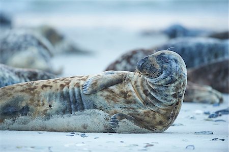 fur cow - Close-up of Eastern Atlantic harbor seals (Phoca vituliana vitulina) in spring (april) on Helgoland, a small Island of Northern Germany Stock Photo - Rights-Managed, Code: 700-08542823