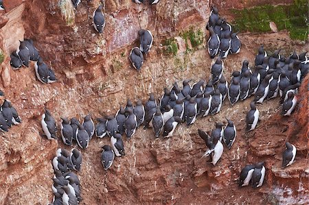 View of coastal cliffs used by nesting seabirds, with common murres (Uria aalge) in spring (april) on Helgoland, a small Island of Northern Germany Photographie de stock - Rights-Managed, Code: 700-08542833