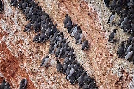 View of coastal cliffs used by nesting seabirds, with common murres (Uria aalge) in spring (april) on Helgoland, a small Island of Northern Germany Stockbilder - Lizenzpflichtiges, Bildnummer: 700-08542844