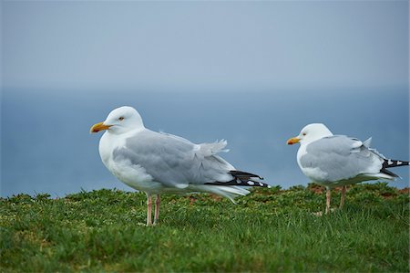 Close-up of Yellow-legged gulls (Larus michahellis) in spring (april) on Helgoland, a small Island of Northern Germany Photographie de stock - Rights-Managed, Code: 700-08542843