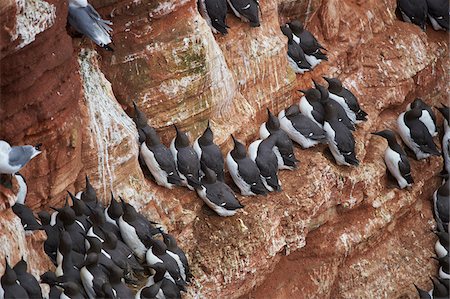 View of coastal cliffs used by nesting seabirds, with common murres (Uria aalge) in spring (april) on Helgoland, a small Island of Northern Germany Foto de stock - Con derechos protegidos, Código: 700-08542855