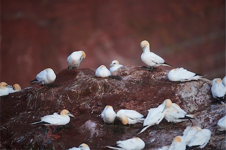 rookery - Northern gannets (Morus bassanus) perched on sea cliffs in spring (april) on Helgoland, a small Island of Northern Germany Foto de stock - Con derechos protegidos, Código: 700-08542859