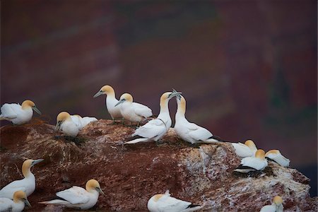Northern gannets (Morus bassanus) in spring (april) on Helgoland, a small Island of Northern Germany Photographie de stock - Rights-Managed, Code: 700-08542875