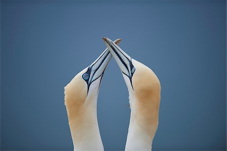 faire la cour - Close-up of Northern gannets (Morus bassanus) in spring (april) on Helgoland, a small Island of Northern Germany Photographie de stock - Rights-Managed, Code: 700-08542871