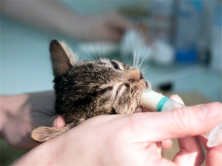 Kitten being Syringe Fed in Veterinary Clinic after being Treated, France Stockbilder - Lizenzpflichtiges, Bildnummer: 700-08567163