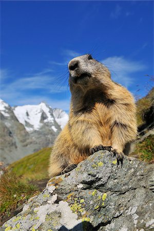 Portrait of Alpine Marmot (Marmota marmota), Hohe Tauern National Park, Grossglockner High Alpine Road, Carinthia, Austria Foto de stock - Con derechos protegidos, Código: 700-08639194