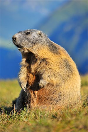 simsearch:700-02670347,k - Portrait of Alpine Marmot (Marmota marmota), Hohe Tauern National Park, Grossglockner High Alpine Road, Carinthia, Austria Photographie de stock - Rights-Managed, Code: 700-08639193