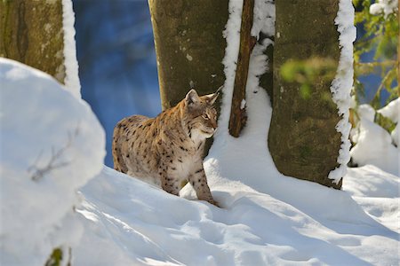 simsearch:700-07204066,k - Portrait of Eurasian Lynx (Lynx lynx) in Winter, Neuschonau, Bavarian Forest National Park, Bavaria, Germany Foto de stock - Con derechos protegidos, Código: 700-08639204