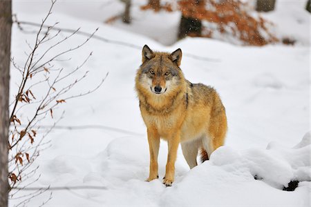 Portrait of Wolf (Canis lupus) in Winter, Neuschonau, Bavarian Forest National Park, Bavaria, Germany Stockbilder - Lizenzpflichtiges, Bildnummer: 700-08639207
