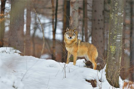 Portrait of Wolf (Canis lupus) in Winter, Neuschonau, Bavarian Forest National Park, Bavaria, Germany Foto de stock - Con derechos protegidos, Código: 700-08639209