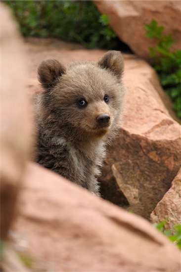 Portrait of Brown Bear Cub (Ursus arctos) in Rocks, Germany Foto de stock - Derechos protegidos Premium, Artista: Raimund Linke, Código de la imagen: 700-08639216