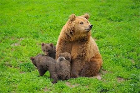simsearch:700-02833998,k - Portrait of Brown Bear (Ursus arctos) Mother with Cubs, Germany Stock Photo - Rights-Managed, Code: 700-08639218