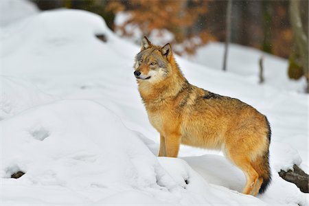 Portrait of Wolf (Canis lupus) in Winter, Neuschonau, Bavarian Forest National Park, Bavaria, Germany Foto de stock - Con derechos protegidos, Código: 700-08639211