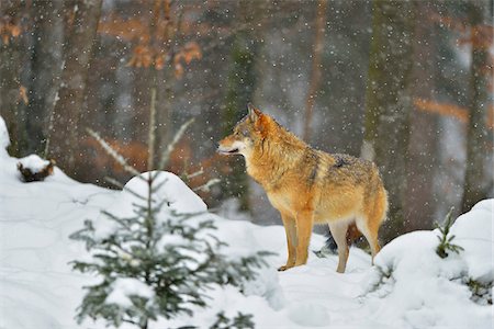 simsearch:600-06782096,k - Portrait of Wolf (Canis lupus) in Winter, Neuschonau, Bavarian Forest National Park, Bavaria, Germany Stock Photo - Rights-Managed, Code: 700-08639212