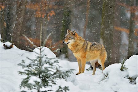 Portrait of Wolf (Canis lupus) in Winter, Neuschonau, Bavarian Forest National Park, Bavaria, Germany Stock Photo - Rights-Managed, Code: 700-08639213