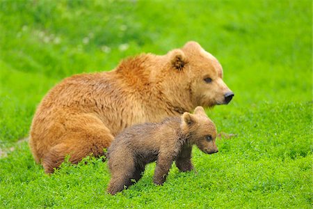 Portrait of Brown Bear (Ursus arctos) Mother with Cub, Germany Photographie de stock - Rights-Managed, Code: 700-08639227