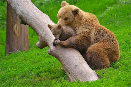 Portrait of Brown Bear (Ursus arctos) Mother with Cub, Germany Stock Photo - Rights-Managed, Code: 700-08639223