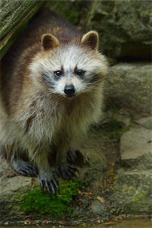 simsearch:700-08519422,k - Portrait of Raccoon (Procyon lotor) in Spring, Germany Foto de stock - Con derechos protegidos, Código: 700-08639239