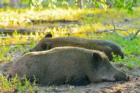 scrofa - Portrait of Wild Boar (Sus scrofa) Sows Lying Down, Hesse, Germany Fotografie stock - Rights-Managed, Codice: 700-08639244